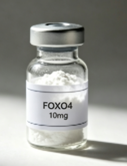 FOXO4 — image 1 of 2