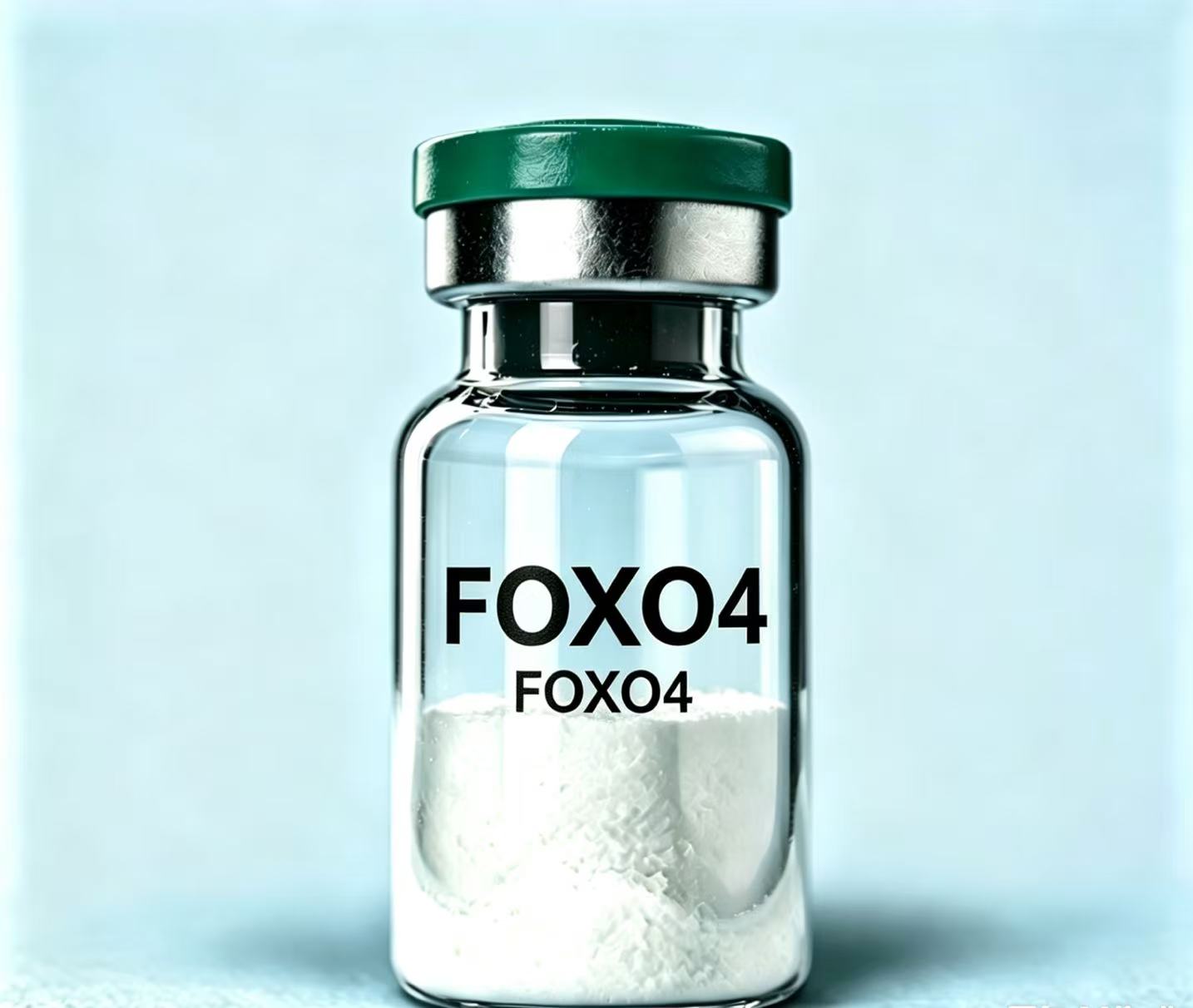 FOXO4 — image 2 of 2