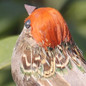 Foam Feather Artificial Birds Vividly Sparrow Garden Emulation Decoration Xmas Tree Robin Home Outdoor Yard Ornaments Randomly — image 9 of 15