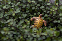 1pc Sea Turtles Miniature Fairy Garden Home Houses Decoration Mini Craft Micro Landscaping Decor DIY Accessories — image 13 of 16