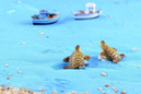 1pc Sea Turtles Miniature Fairy Garden Home Houses Decoration Mini Craft Micro Landscaping Decor DIY Accessories — image 8 of 16
