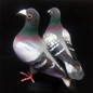 Big Size Simulation Foam Pigeon Model Fake Artificial Imitation Bird Animal Home Garden Ornament Miniature Decoration Home Decoration — image 6 of 9