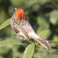 Foam Feather Artificial Birds Vividly Sparrow Garden Emulation Decoration Xmas Tree Robin Home Outdoor Yard Ornaments Randomly — image 14 of 15