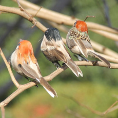 Foam Feather Artificial Birds Vividly Sparrow Garden Emulation Decoration Xmas Tree Robin Home Outdoor Yard Ornaments Randomly — image 3 of 15