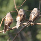 Foam Feather Artificial Birds Vividly Sparrow Garden Emulation Decoration Xmas Tree Robin Home Outdoor Yard Ornaments Randomly — image 11 of 15