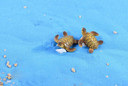 1pc Sea Turtles Miniature Fairy Garden Home Houses Decoration Mini Craft Micro Landscaping Decor DIY Accessories — image 7 of 16