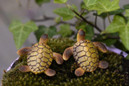 1pc Sea Turtles Miniature Fairy Garden Home Houses Decoration Mini Craft Micro Landscaping Decor DIY Accessories — image 10 of 16