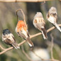 Foam Feather Artificial Birds Vividly Sparrow Garden Emulation Decoration Xmas Tree Robin Home Outdoor Yard Ornaments Randomly — image 15 of 15