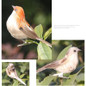 Foam Feather Artificial Birds Vividly Sparrow Garden Emulation Decoration Xmas Tree Robin Home Outdoor Yard Ornaments Randomly — image 8 of 15