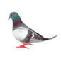 1/5/8pcs Simulation Foam Pigeon Model Fake Artificial Imitation Bird Animal Home Garden Ornament Miniature Decoration — image 5 of 13
