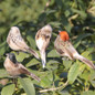 Foam Feather Artificial Birds Vividly Sparrow Garden Emulation Decoration Xmas Tree Robin Home Outdoor Yard Ornaments Randomly — image 5 of 15